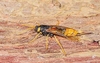 Giant wood wasp (Urocerus gigas)
