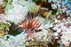 Clearfin lionfish (Pterois radiata)