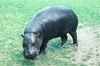 Pygmy hippopotamus (Choeropsis liberiensis)