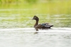 Muscovy duck