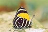 Aegina numberwing (Callicore lyca)