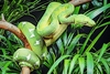 Emerald tree boa (Corallus caninus)