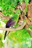 Guinea turaco (Tauraco persa)