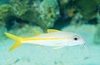 Yellow goatfish (Mulloidichthys martinicus)