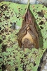 Unstriped tube-nosed bat (Paranyctimene raptor)