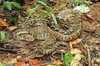 Australian scrub python (Simalia kinghorni)