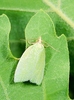 Green oak tortrix moth (Tortrix viridana)