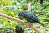 Asian glossy starling (Aplonis panayensis)