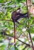 Red-tailed monkey (Cercopithecus ascanius)