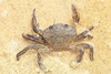 Velvet crab (Necora puber)