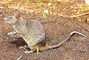 African giant pouched rat (Cricetomys gambianus)