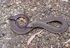 King brown snake (Pseudechis australis)
