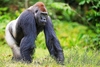 Western gorilla (Gorilla gorilla)