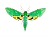 Verdant sphinx moth (Euchloron megaera)