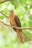 Brown cuckoo-dove (Macropygia phasianella)