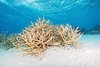 Staghorn coral (Acropora cervicornis)