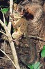 Demidoff's dwarf galago (Galagoides demidovii)
