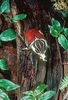 Goliath beetle (Goliathus goliatus)