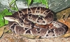 Brazilian lancehead (Bothrops moojeni)