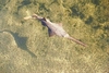 Smalltooth sawfish (Pristis pectinata)