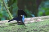 Vogelkop lophorina (Lophorina superba)