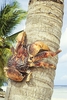 Robber crab (Birgus latro)