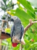 African grey parrot (Psittacus erithacus)