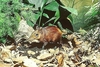 Chequered elephant shrew (Rhynchocyon cirnei)