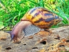 Giant tiger land snail (Achatina achatina)