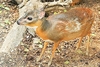 Royal antelope (Neotragus pygmaeus)