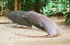 Malayan crested argus pheasant (Rheinardia nigrescens)
