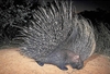 Cape porcupine (Hystrix africaeaustralis)