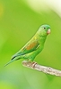 Orange-chinned parakeet (Brotogeris jugularis)