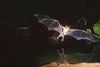 Greater bulldog bat (Noctilio leporinus)
