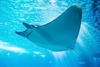 Giant devil ray (Mobula mobular)