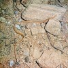 Round Island boa (Casarea dussumieri)