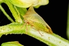 Buffalo treehopper (Stictocephala bisonia)
