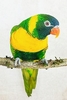 Marigold lorikeet (Trichoglossus capistratus)