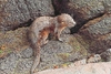 Marine otter (Lontra felina)