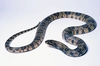 False water cobra (Hydrodynastes gigas)
