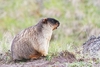 Black-capped marmot (Marmota camtschatica)