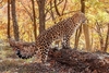 Leopard (Panthera pardus)