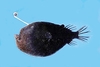 Triplewart seadevil (Cryptopsaras couesii)