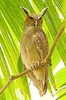 Crested owl (Lophostrix cristata)