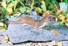 Stoat