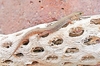 Desert night lizard (Xantusia vigilis)