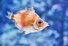 Boarfish (Capros aper)