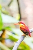 Rufous-backed dwarf kingfisher (Ceyx rufidorsa)