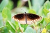 Common crow butterfly (Euploea core)