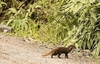 Collared mongoose (Urva semitorquata)